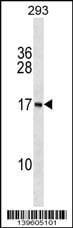 PAPPA Antisense RNA 1 Antibody (RB39605)