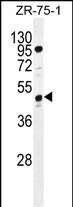 SPATA48 Antibody (RB29441)