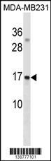 GABARAPL3 Antibody (RB38777)