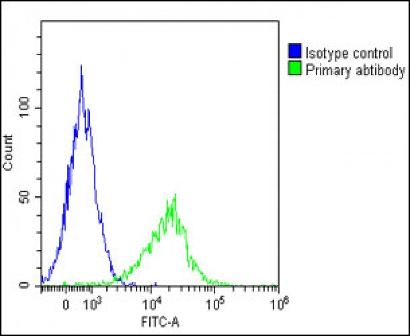 GGT3P Antibody (RB55246)