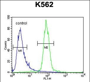 RPEL1 Antibody (RB28346)