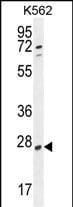 RPEL1 Antibody (RB28346)