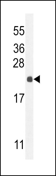 RPEL1 Antibody (RB28346)