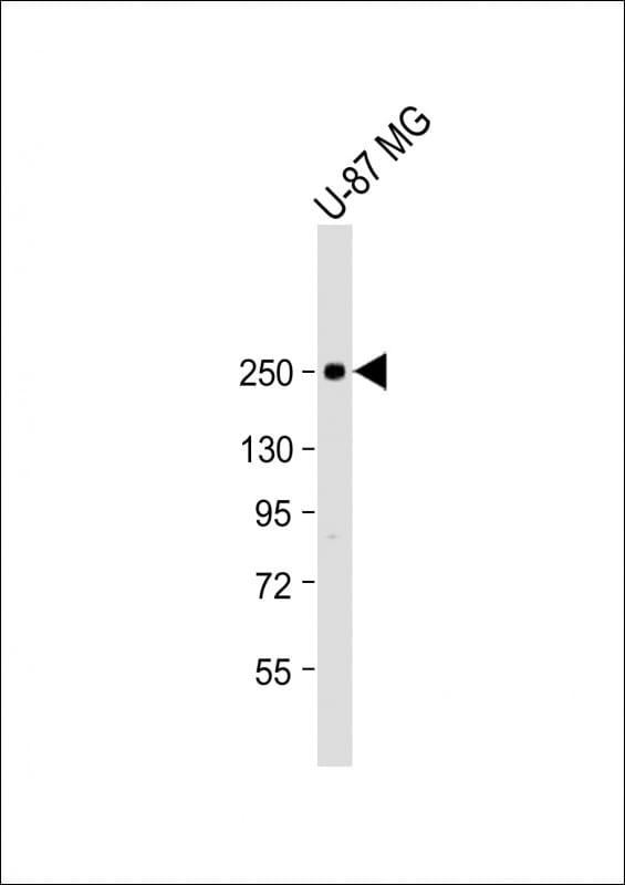 Scn1a Antibody (RB57630)