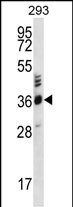 OR2T27 Antibody (RB31582)