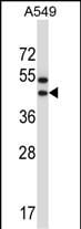 OR56A1 Antibody (RB29944)