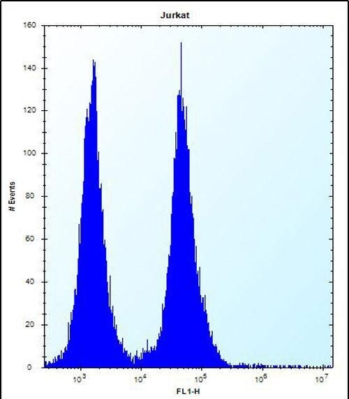 OR11L1 Antibody (RB31262)