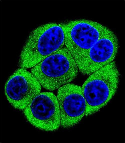 OR2T3 Antibody (RB29949)