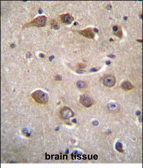 RAB40AL Antibody (RB31643)