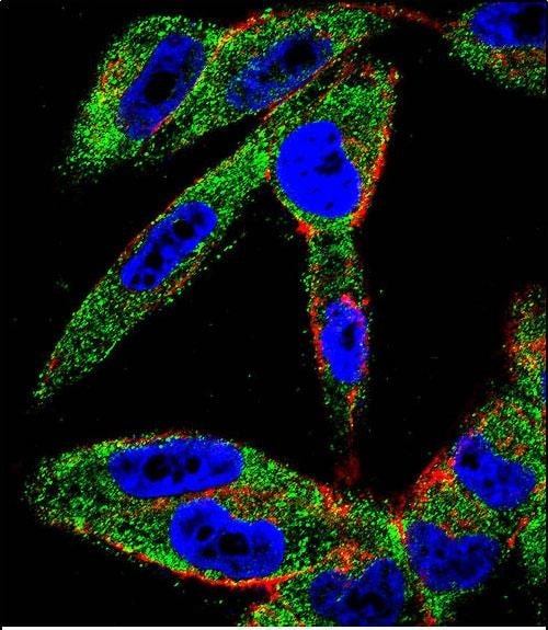 EIF5AL1 Antibody (RB29799)