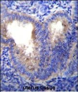 EIF5AL1 Antibody (RB29799)