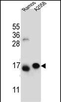 EIF5AL1 Antibody (RB29799)