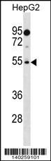 PRAMEF18 Antibody (RB40259)