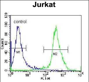 ZNF841 Antibody (RB29274)