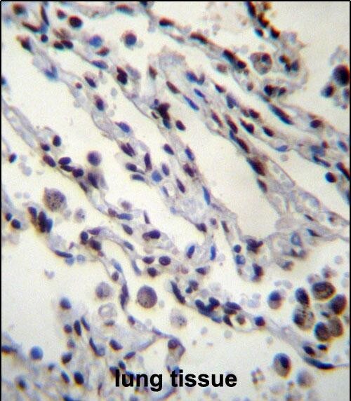 HIST1H2BN Antibody (RB32147)