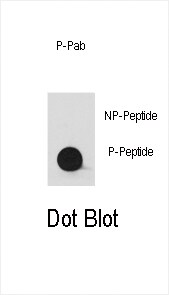SRC1 Antibody (RB05974)