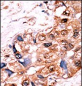 SRC1 Antibody (RB05974)