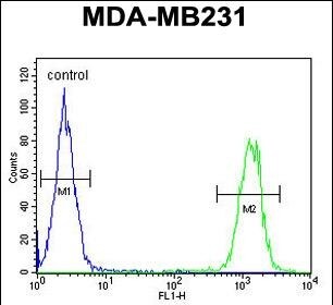 KIR2DL2/CD158b1 Antibody (RB23818)