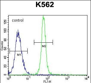 PAL/LRIT1 Antibody (RB29447)