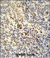 Ly-6G6C Antibody (RB27560)