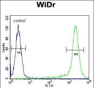 SLC35G5 Antibody (RB28471)