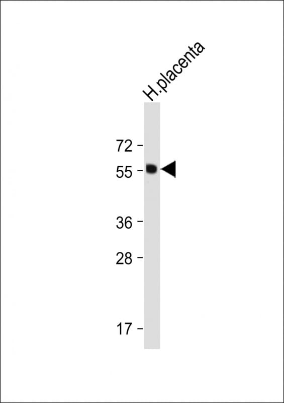 Isthmin 1/ISM1 Antibody (RB25991)
