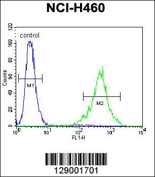 FAM218A Antibody (RB29001)