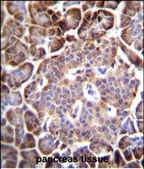 Aquaporin 12B Antibody (RB29754)