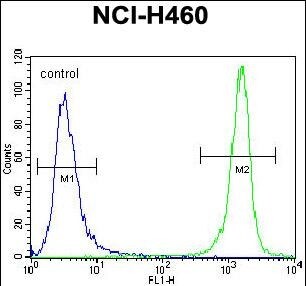 PRAMEF8 Antibody (RB29974)