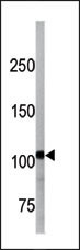 LLGL1/LLGL2 [p Ser649, p Ser659, p Ser645, p Ser655] Antibody (RB7629)