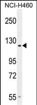 GPR144 Antibody (RB28245)