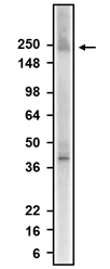 Western Blot: Scn1a Antibody (K74/71) - Chimeric - BSA Free [NBP3-52336]
