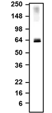 Western Blot: VGLUT2 Antibody (N29/29) - Chimeric - BSA Free [NBP3-52338]