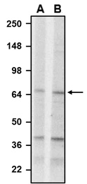Western Blot: RGS14 Antibody (N133/21) - Chimeric - BSA Free [NBP3-52342]