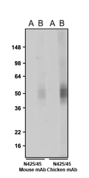 Western Blot: VAChT/SLC18A3 Antibody (N425/45) - Chimeric - Azide and BSA Free [NBP3-52349]