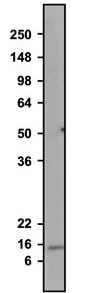 Western Blot: Parvalbumin Antibody (L114/81) - Chimeric - BSA Free [NBP3-52350]