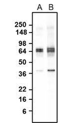Western Blot: GAD65/67 Antibody (L127/12) - Chimeric - Azide and BSA Free [NBP3-52355]