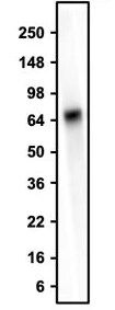 Western Blot: Human Serum Albumin Antibody (3B8-H3-G1) - Chimeric - BSA Free [NBP3-52356]