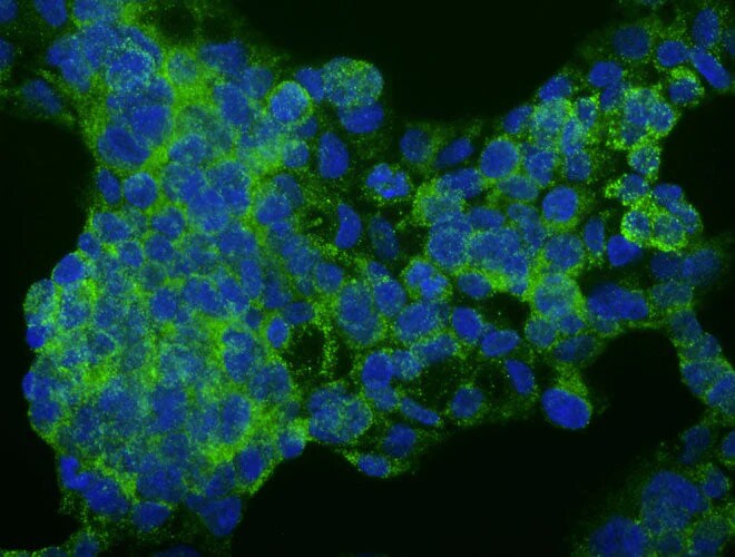 Immunocytochemistry/ Immunofluorescence: Human Serum Albumin Antibody (3B8-H3-G1) - Chimeric - Azide and BSA Free [NBP3-52357]