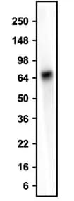 Western Blot: Human Serum Albumin Antibody (3B8-H3-G1) - Chimeric - Azide and BSA Free [NBP3-52357]