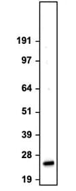 Western Blot: RAB9A Antibody (Clone 9) - Chimeric - BSA Free [NBP3-52358]