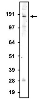 Western Blot: NMDAR2A Antibody (N327/95) - Chimeric - BSA Free [NBP3-52360]