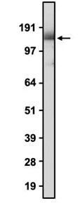 Western Blot: CACNA2D2 Antibody (N492/39) - Chimeric - Azide and BSA Free [NBP3-52363]