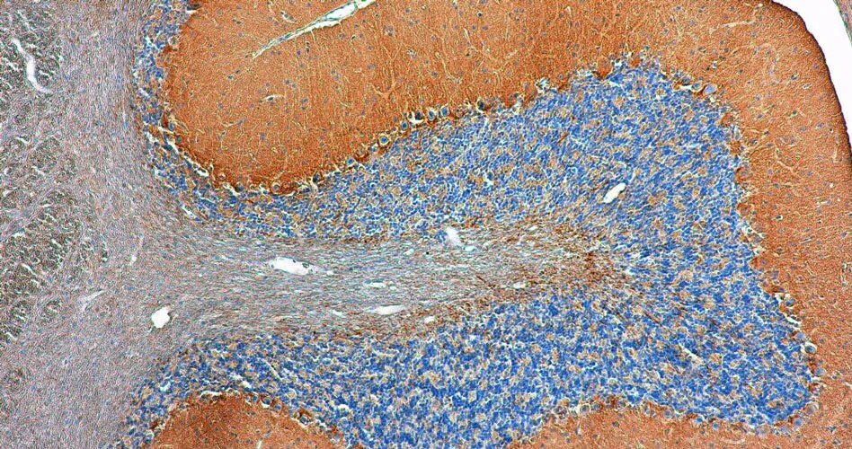 Immunohistochemistry-Paraffin: ODZ3 Antibody (N497/10) - Chimeric - Azide and BSA Free [NBP3-52367]