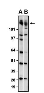 Western Blot: ODZ3 Antibody (N497/10) - Chimeric - Azide and BSA Free [NBP3-52367]