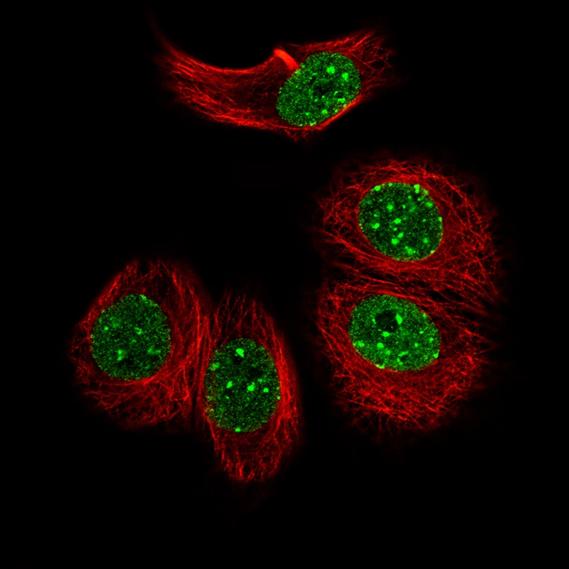 OTP Antibody (CL11225) Immunocytochemistry/ Immunofluorescence: OTP Antibody (CL11225) [NBP3-52439]