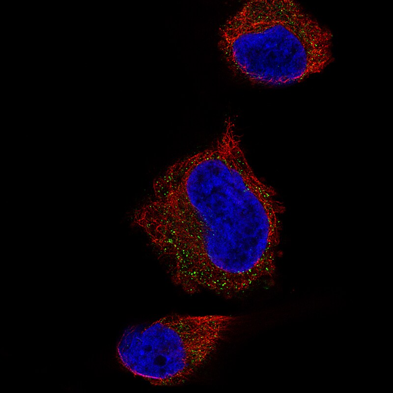 Syntaxin 7 Antibody (CL0257) Immunocytochemistry/ Immunofluorescence: Syntaxin 7 Antibody (CL0257) [NBP3-52445]