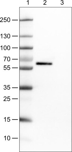 Occludin Antibody (CL1555) Western Blot: Occludin Antibody (CL1555) [NBP3-52455]