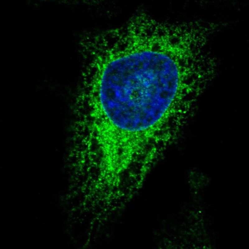 ERp57/PDIA3 Antibody (CL2444) Immunocytochemistry/ Immunofluorescence: ERp57/PDIA3 Antibody (CL2444) [NBP3-52458]