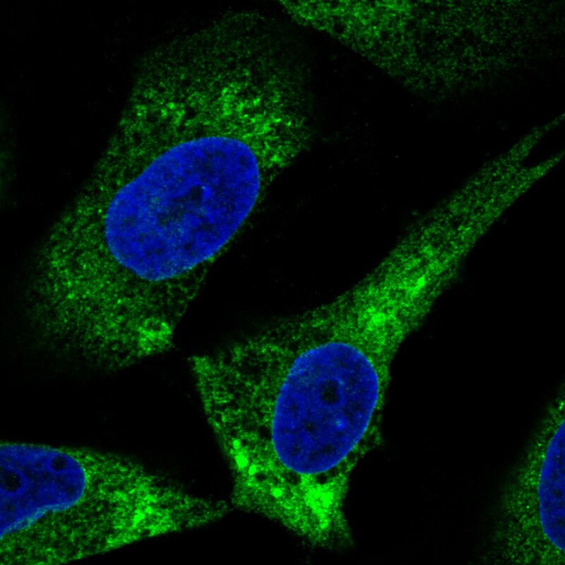 ERp57/PDIA3 Antibody (CL2444) Immunocytochemistry/ Immunofluorescence: ERp57/PDIA3 Antibody (CL2444) [NBP3-52458]